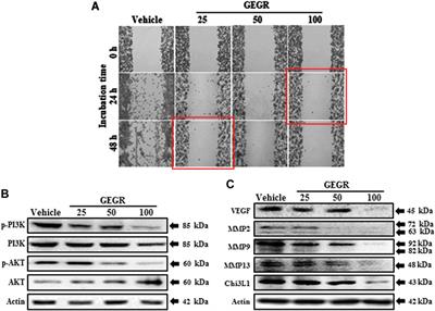 Retraction: Effects of gallotannin-enriched extract of Galla Rhois on the activation of apoptosis, cell cycle arrest, and inhibition of migration ability in LLC1 cells and LLC1 tumors